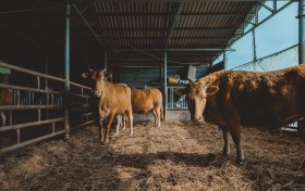 用数字化工具守护牛群健康：印尼HOB养牛场的实践